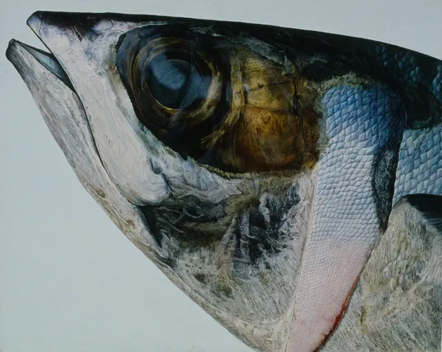 11. Fish-803, Oil painting, 130X163cm, 1979
