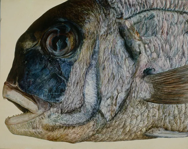 12 . Fish-811, Oil painting, 130X163cm, 1979