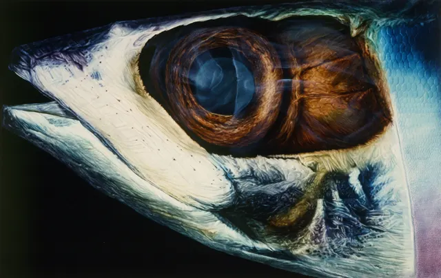 18. Fish-831, Oil Painting, 145X112cm, 1983
