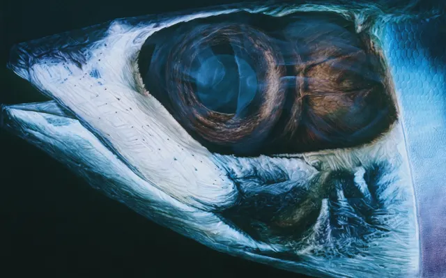 19. Fish-832, Oil Painting, 145X112cm, 1983