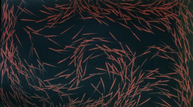 21. Movement F-8424, Aquatint, 50X25cm. 1984