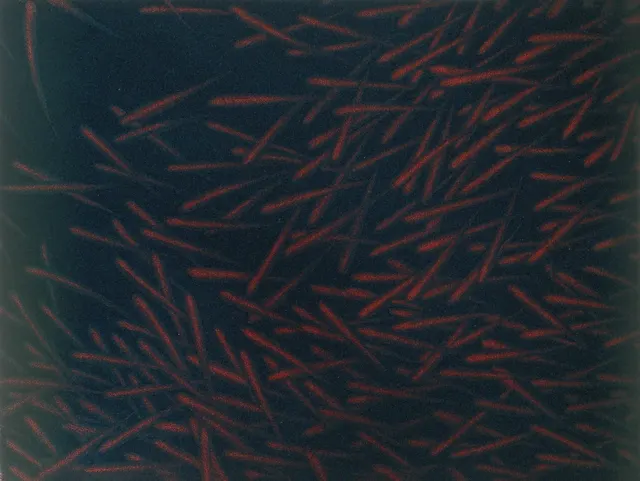 9. Movement F-8308, Aquatint, 40X23cm. 1983